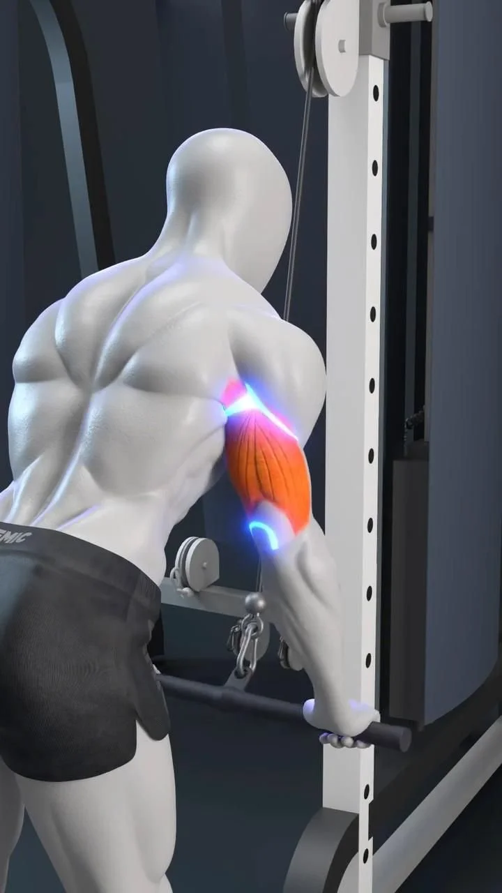 Triceps Pushdown Technique